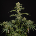 Lemon Cherry Gelato (Zamnesia Seeds) Feminiserade