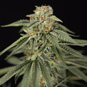 Lemon Cherry Gelato (Zamnesia Seeds) Feminiserade
