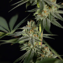 Lemon Cherry Gelato (Zamnesia Seeds) Feminiserade