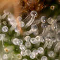 Lemon Cherry Gelato (Zamnesia Seeds) Feminiserade