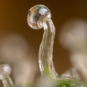 Lemon Cherry Gelato (Zamnesia Seeds) Feminiserade
