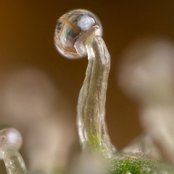Lemon Cherry Gelato (Zamnesia Seeds) Feminiserade