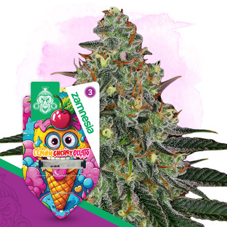Lemon Cherry Gelato Autoflower (Zamnesia Seeds) Feminiserade
