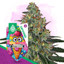 Lemon Cherry Gelato Autoflower (Zamnesia Seeds) Feminiserade