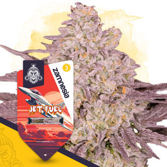 Jet Fuel (Zamnesia Seeds) feminiserade cannabisfr&ouml;n
