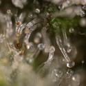 Jet Fuel (Zamnesia Seeds) Feminiserade