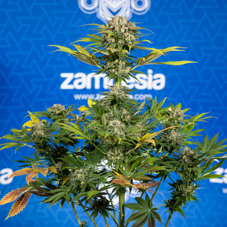 Jet Fuel (Zamnesia Seeds) Feminiserade