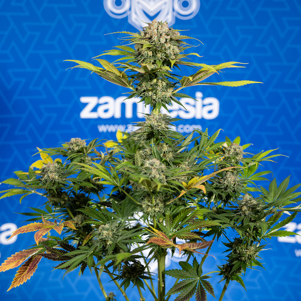 Jet Fuel (Zamnesia Seeds) Feminiserade