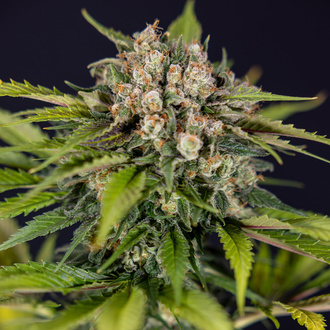 Jet Fuel (Zamnesia Seeds) Feminiserade