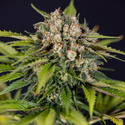 Jet Fuel (Zamnesia Seeds) Feminiserade