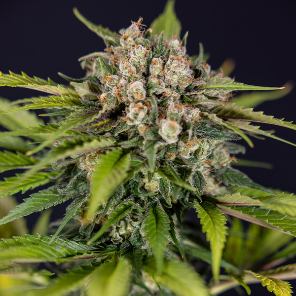 Jet Fuel (Zamnesia Seeds) Feminiserade