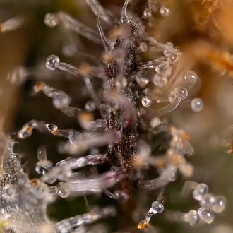 Jet Fuel (Zamnesia Seeds) Feminiserade