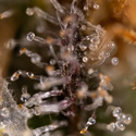 Jet Fuel (Zamnesia Seeds) Feminiserade