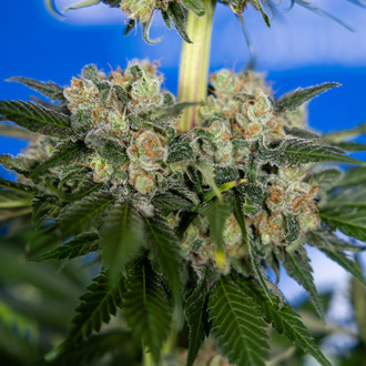 Jet Fuel (Zamnesia Seeds) Feminiserade