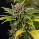 Jet Fuel (Zamnesia Seeds) Feminiserade