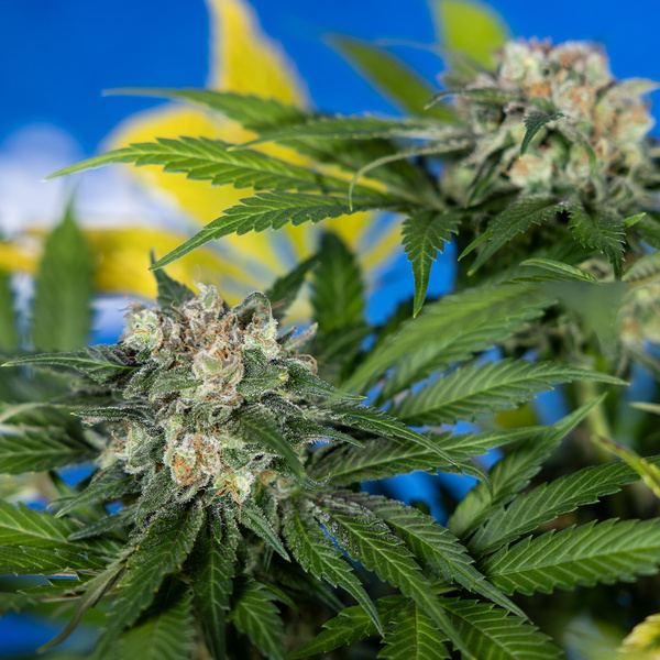 Jet Fuel (Zamnesia Seeds) Feminiserade