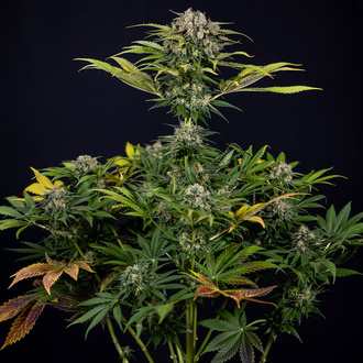 Jet Fuel (Zamnesia Seeds) Feminiserade