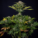 Jet Fuel (Zamnesia Seeds) Feminiserade