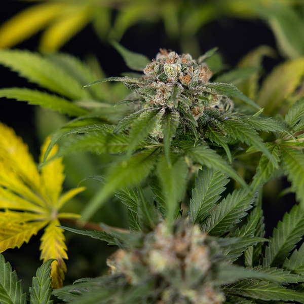 Jet Fuel (Zamnesia Seeds) Feminiserade