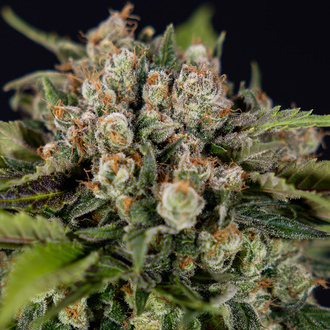 Jet Fuel (Zamnesia Seeds) Feminiserade