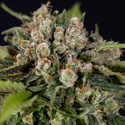 Jet Fuel (Zamnesia Seeds) Feminiserade