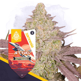 Jet Fuel Automatic (Zamnesia Seeds) feminiserade