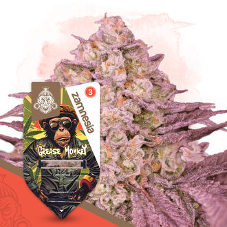 Grease Monkey (Zamnesia Seeds) Feminiserade