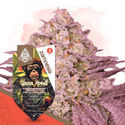 Grease Monkey (Zamnesia Seeds) Feminiserade