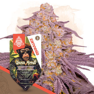 Grease Monkey Autoflower (Zamnesia Seeds) Feminiserade