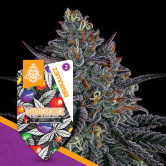 White Runtz (Zamnesia Seeds) feminiserade cannabisfr&ouml;n