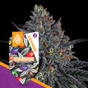 White Runtz (Zamnesia Seeds) Feminiserade