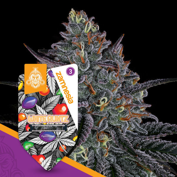 White Runtz (Zamnesia Seeds) Feminiserade