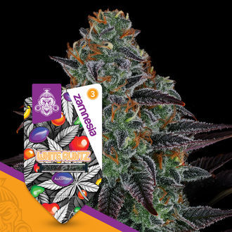 White Runtz Autoflower (Zamnesia Seeds) Feminiserade