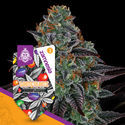 White Runtz Autoflower (Zamnesia Seeds) Feminiserade