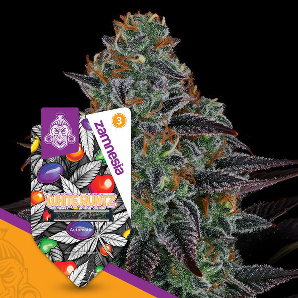 White Runtz Autoflower (Zamnesia Seeds) Feminiserade