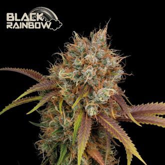Black Rainbow (Seedstockers) Feminiserade