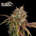Black Rainbow (Seedstockers) Feminiserade