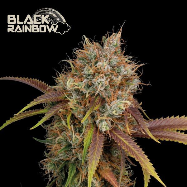 Black Rainbow (Seedstockers) Feminiserade