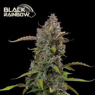 Black Rainbow Auto (Seedstockers) Feminiserade