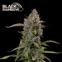 Black Rainbow Auto (Seedstockers) Feminiserade