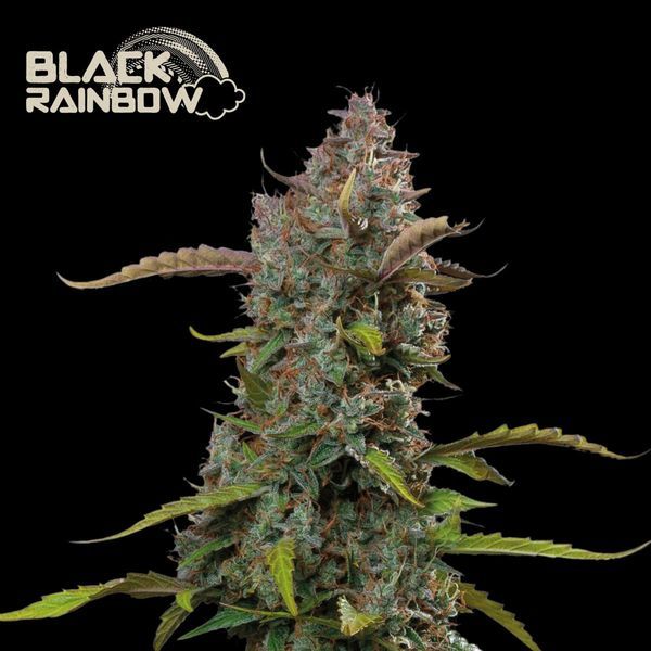 Black Rainbow Auto (Seedstockers) Feminiserade