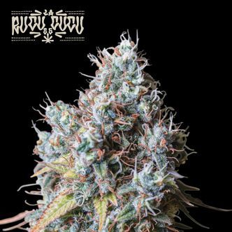 Rucu Cucu OG (Seedstockers Superior) feminiserade