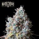 Rucu Cucu OG (Seedstockers) Feminiserade