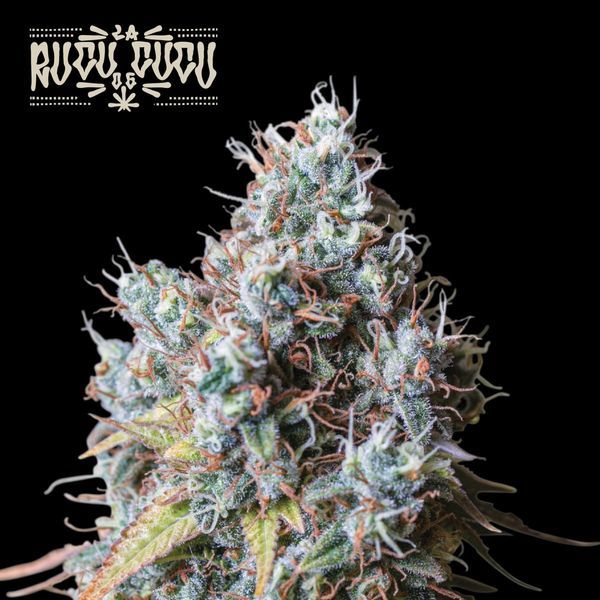 Rucu Cucu OG (Seedstockers) Feminiserade