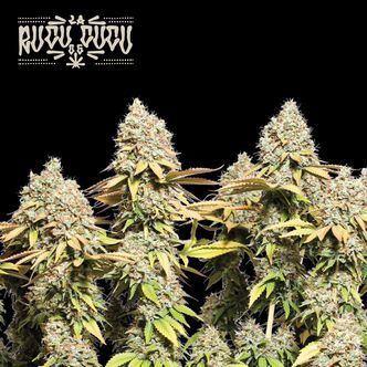 Rucu Cucu OG Auto (Seedstockers Superior) Feminiserade