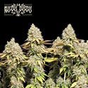 Rucu Cucu OG Auto (Seedstockers) Feminiserade