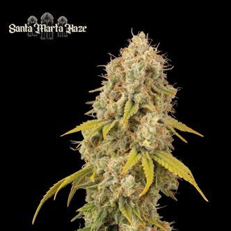 Santa Marta Haze (Seedstockers Superior) feminiserade cannabisfr&ouml;n