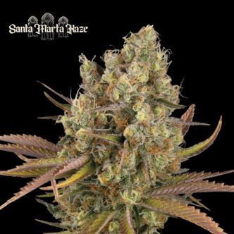 Santa Marta Haze Auto (Seedstockers Superior) feminiserade