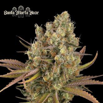 Santa Marta Haze Auto (Seedstockers) Feminiserade
