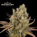 Santa Marta Haze Auto (Seedstockers) Feminiserade